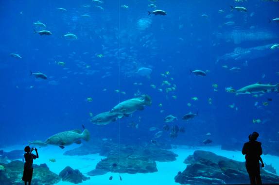 O gigantesco Aquário de Atlanta, na Georgia - EUA